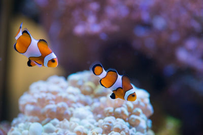 Fish swimming in sea