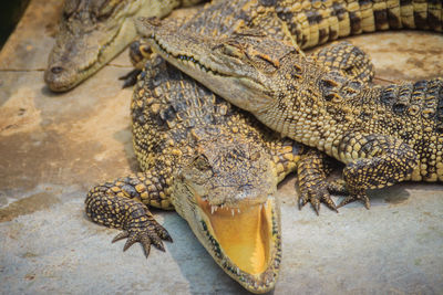 High angle view of lizard in zoo