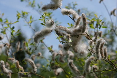 Low angle view of flowers on tree
