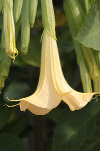 Close-up of yellow flowering plant