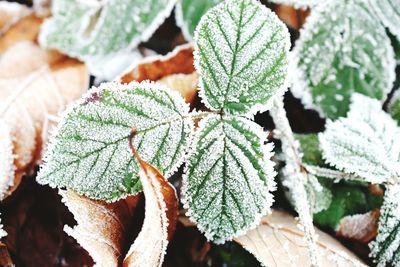 Close-up of fresh green leaves