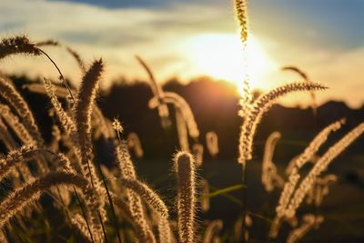 Close-up of plants against sky during sunset