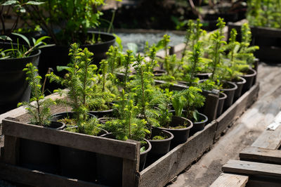 Potted plants