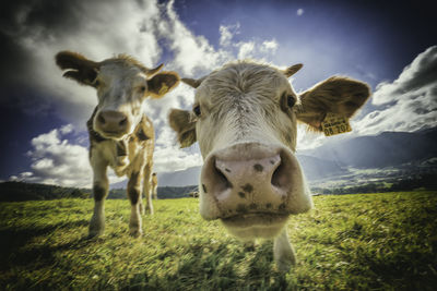 Portrait of cow standing on field against sky