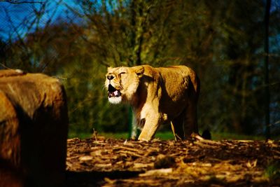 Lion walking in a forest