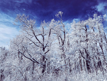 Low angle view of bare tree against sky during winter