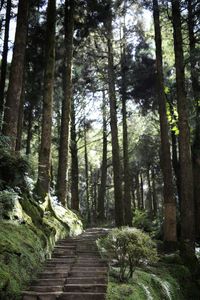 Footpath amidst trees in forest