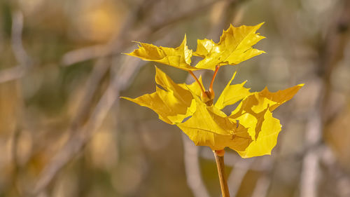 Close-up of yellow rose leaves