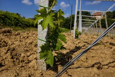 Vineyard just planted in abruzzo