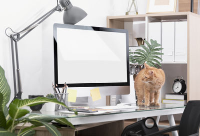 Cat looking at camera on table