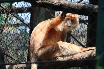 Monkey sitting on a tree