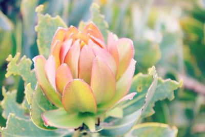 Close-up of pink flowers