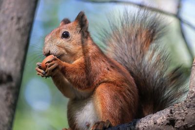 Close-up of squirrel