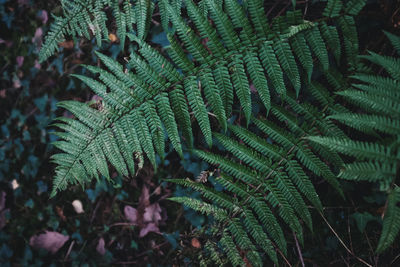 Close-up of fern