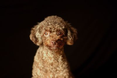 Close-up portrait of dog against black background