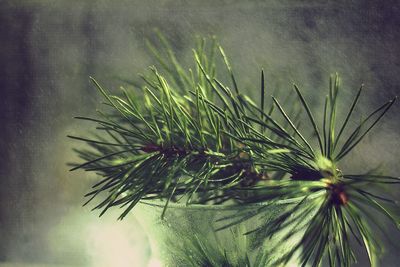 Close-up of green plant