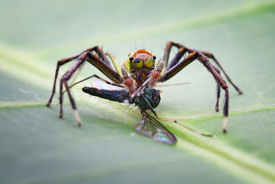 Close-up of spider