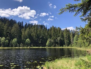 Scenic view of lake against trees in forest against sky