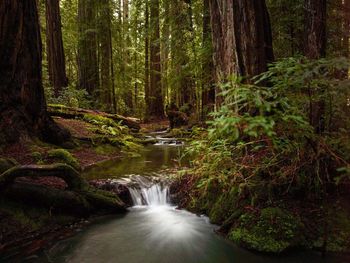 Long exposure of waterfall in forest