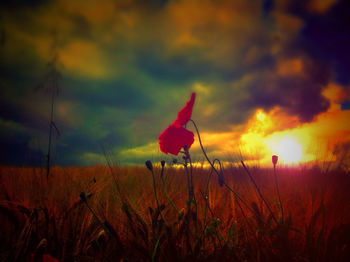 Plants growing on field at sunset