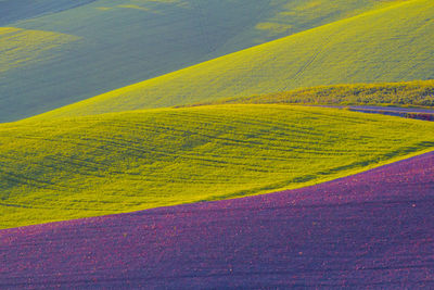 Scenic view of agricultural field