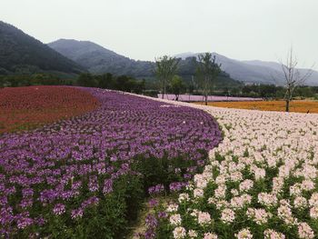 Scenic view of lavender field against sky