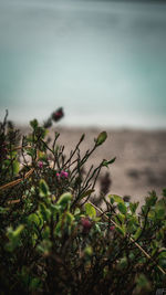 Close-up of plant by sea against sky