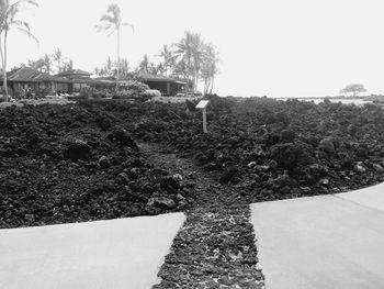 Plants growing on a tree