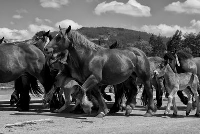 Horses on a field