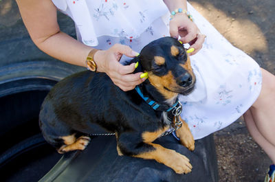 High angle view of a dog