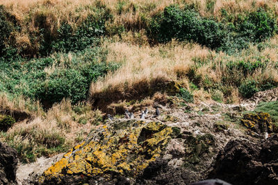 Plants growing on land