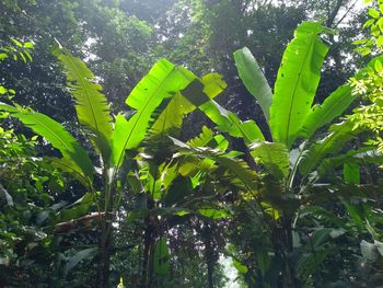 Close-up of green leaves