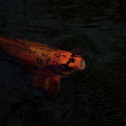 Close-up of fish swimming in water