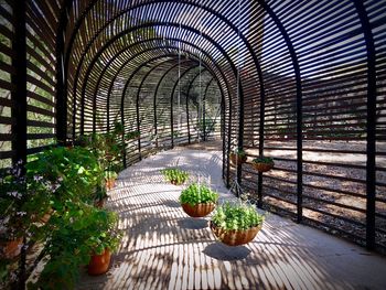 Potted plants on footpath