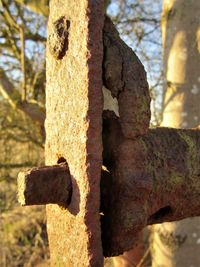 Close-up of tree trunk