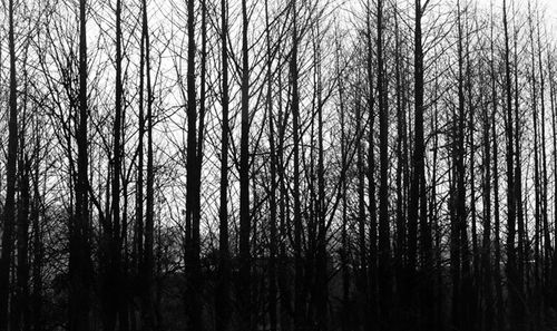 Bare trees in forest