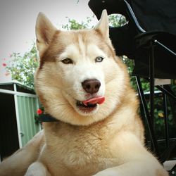 Close-up portrait of a dog