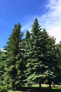 Trees against blue sky