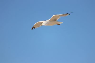 Low angle view of bird flying against clear blue sky