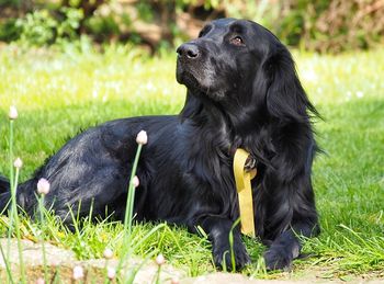 Close-up of black dog sitting on grass