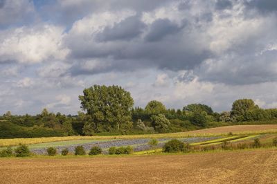 Scenic view of agricultural field against sky