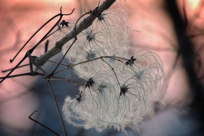 Close-up of flower tree against sky