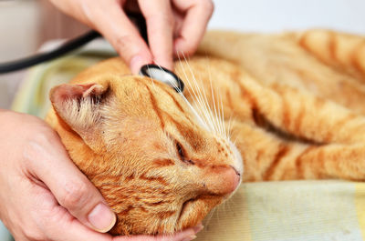 Close-up of a hand holding a cat