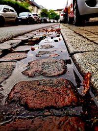 Close-up of wet leaves on road in city