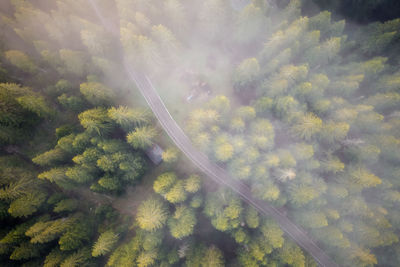 Forest from above with fog rolling in in montenegro, taken in june 2022