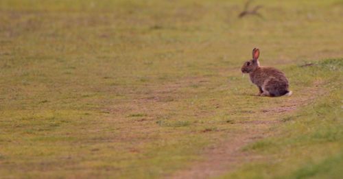 View of bird on field