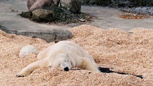 View of an animal sleeping on beach