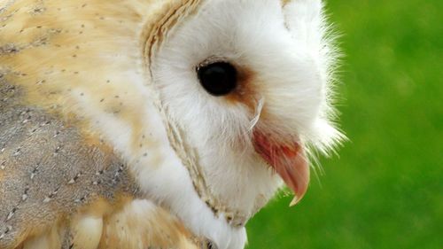 Close-up portrait of bird