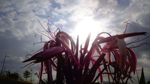 Close-up of red flowers against sky