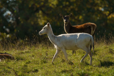 Sheep standing in a field